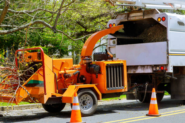 How Our Tree Care Process Works  in Cornwall On Hudson, NY